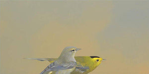 Wall Art - Wilson’s Warblers on 12in x 6in Wood Panel by The Mincing Mockingbird