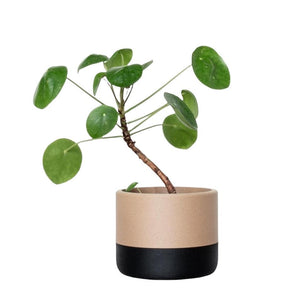 eco plant pots wholesale Planters - Large Black and Tan Eco-tool by Minimum Design