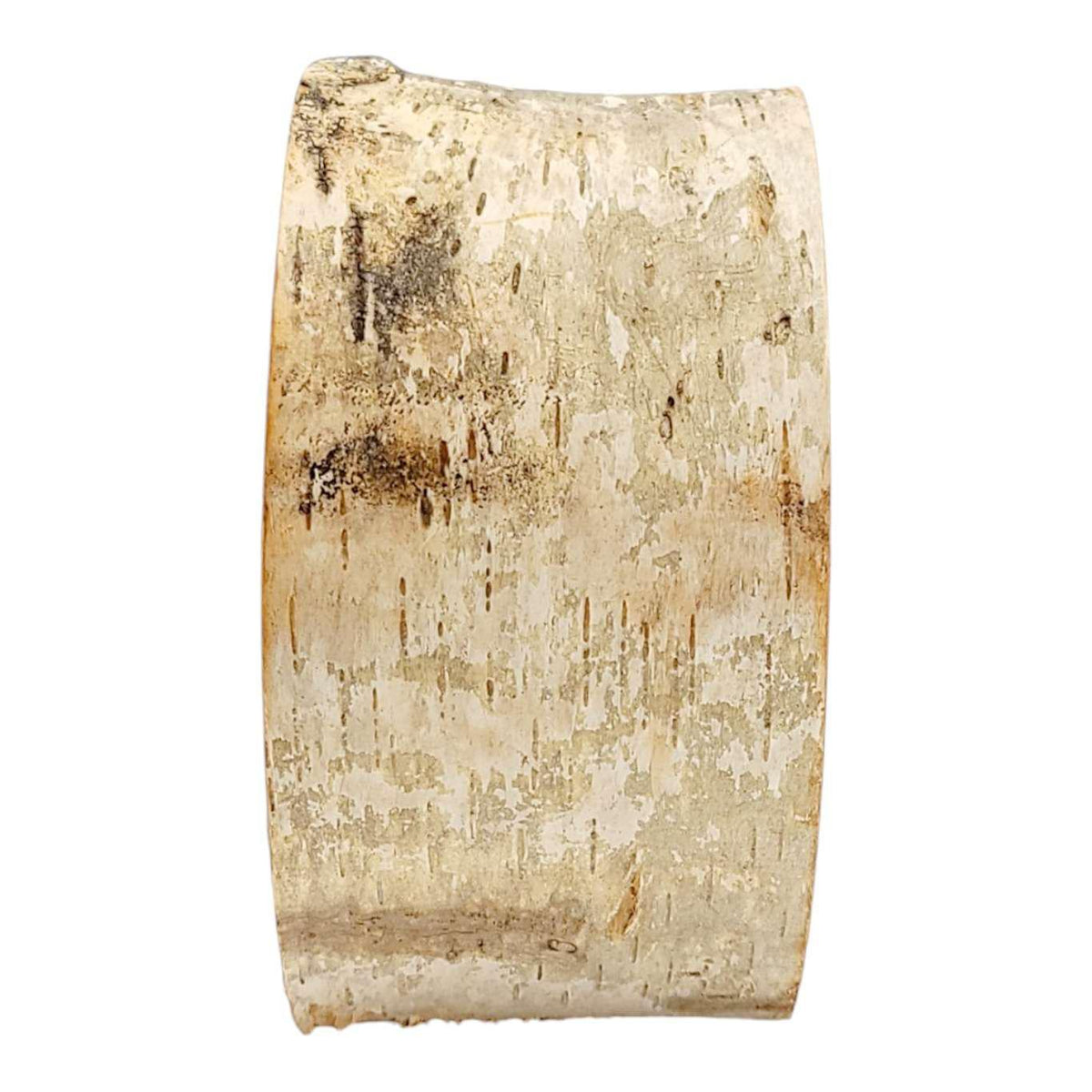 zLamp - Small Birch Circle (Red Mushrooms) by Sage Studios