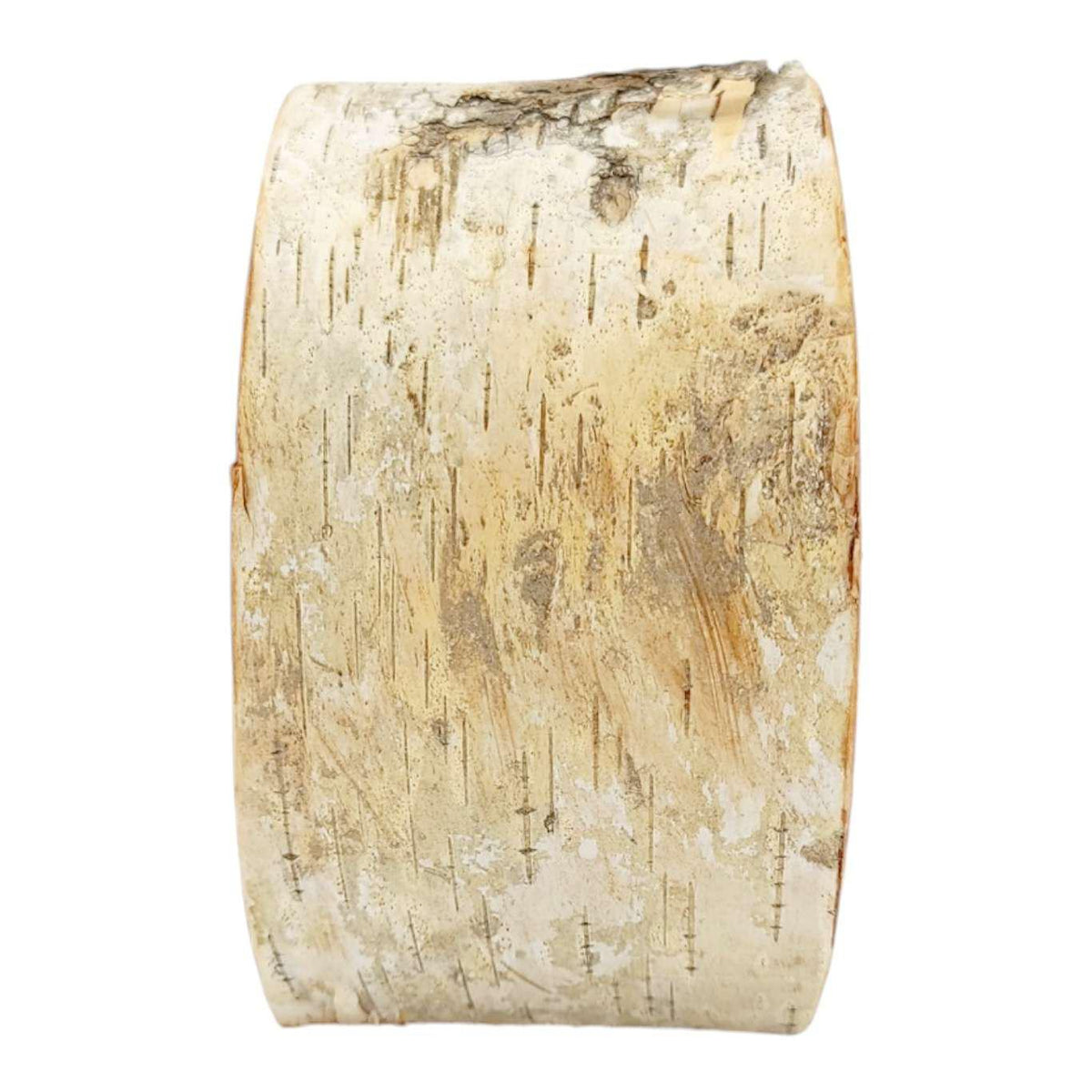 zLamp - Small Birch Circle (White Mushrooms) by Sage Studios