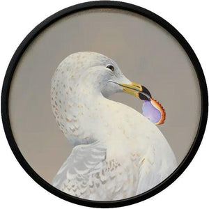 Wall Art - Seagull on 10in Round Framed Wood Panel by The Mincing Mockingbird