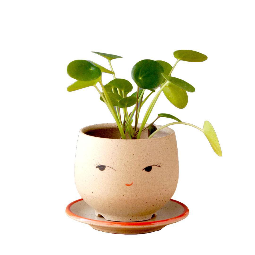 Planter - Coy Face (Blue or Red Saucer) by Jennifer Fujimoto