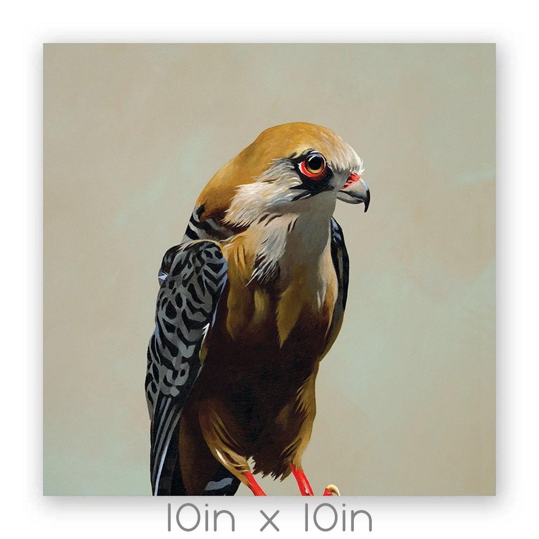 Wall Art - Falcon on 10in x 10in Wood Panel by The Mincing Mockingbird