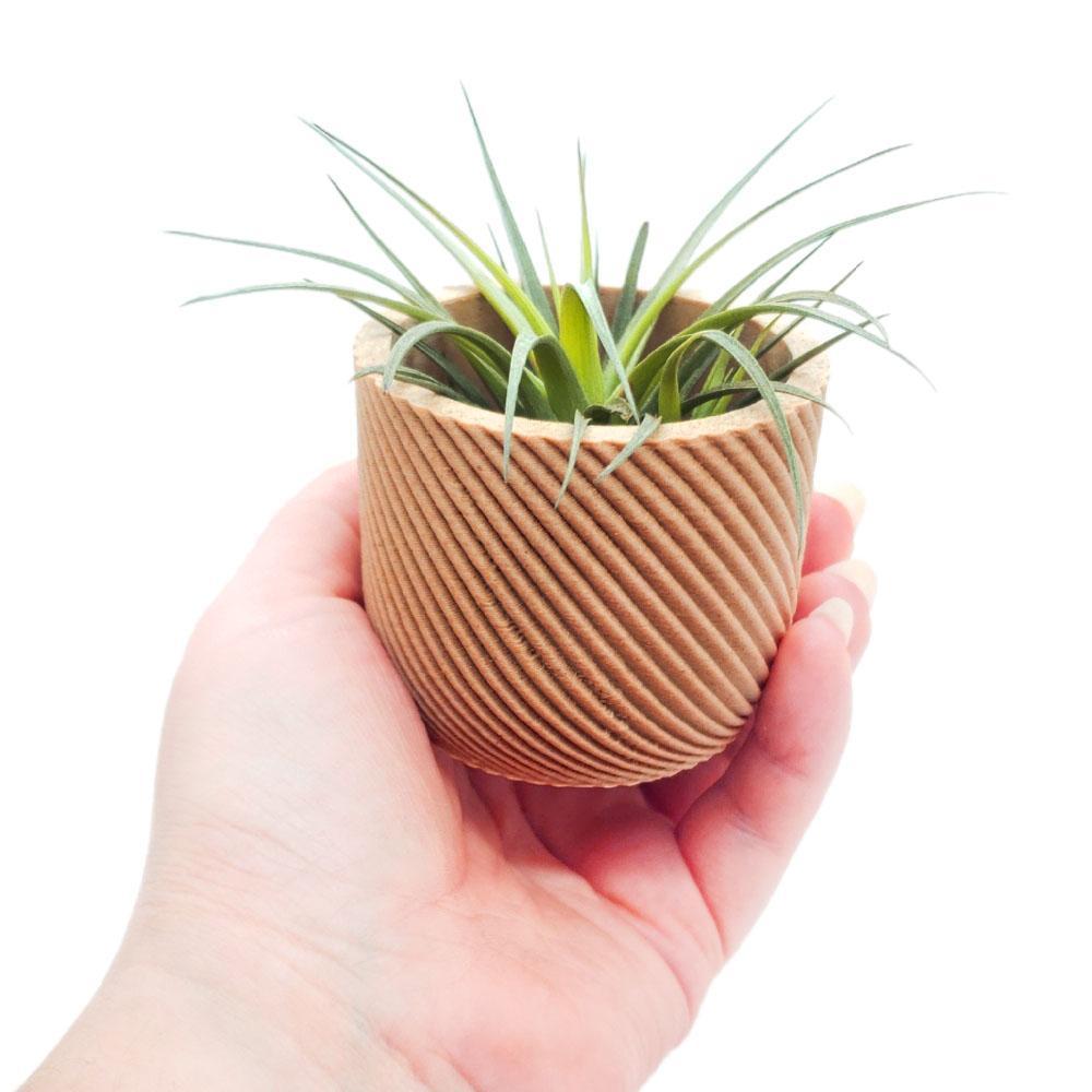 Planters - Mini Corde (Natural) by Minimum Design